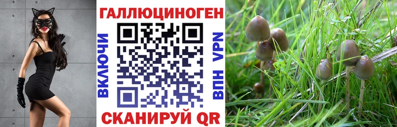 наркота  Далматово  Галлюциногенные грибы мицелий 